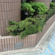 マンション花壇 ～ 植栽入替え ～